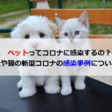 ペットにコロナって感染するの？犬や猫の感染事例について